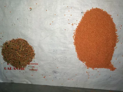 Low Price High Quality Bean Color Sorting Machine for Lima Beans