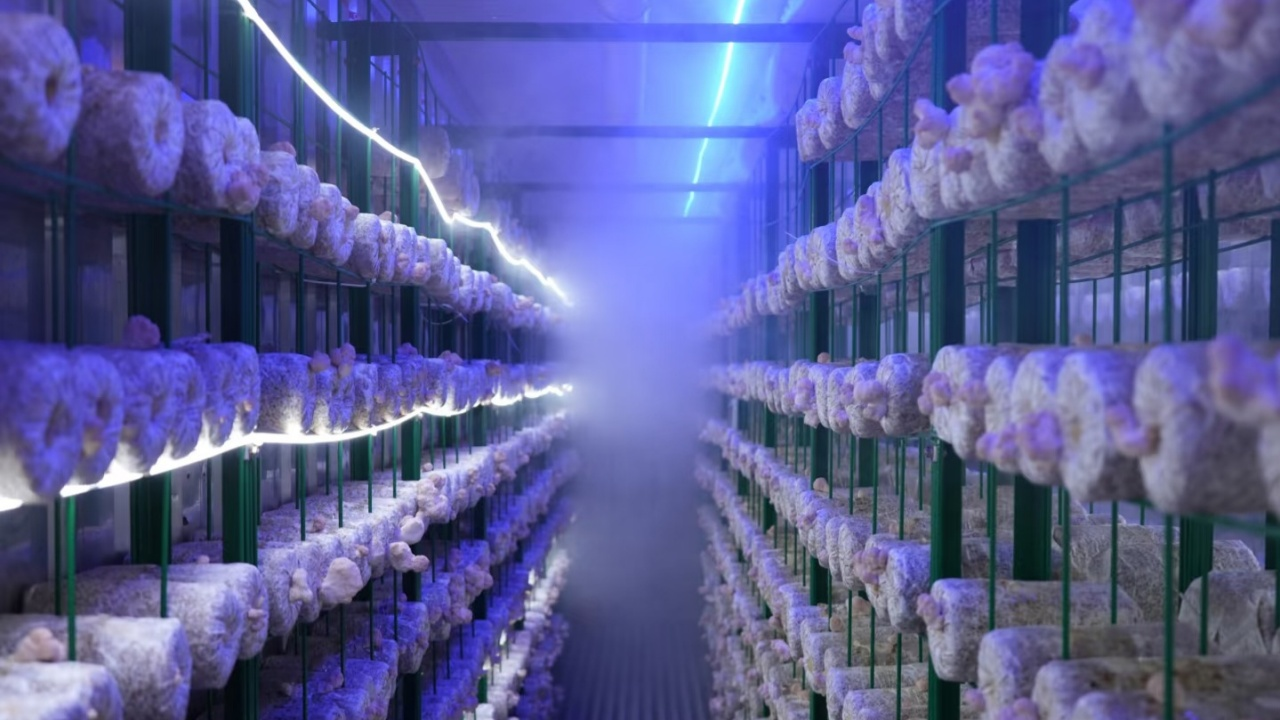 نوع زراعة الفطر الشائع YD40JPJ-B01-TK