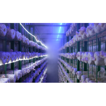 نوع زراعة الفطر الشائع YD40JPJ-B01-TK