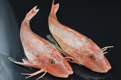 Fresh frozen red gurnard