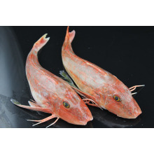 Čerstvě zmrazený červený gurnard