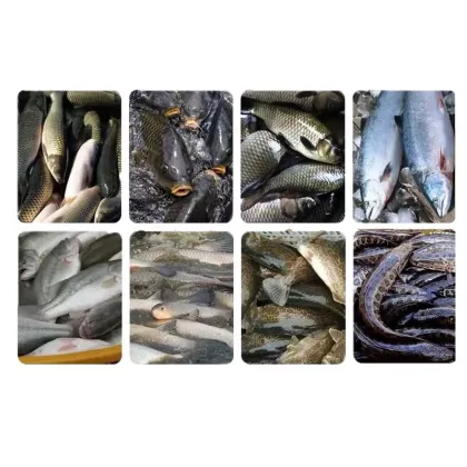 Fish Gutting and Cleaning Machines: Tilapia, Crucian Carp, Snapper, Tuna, and Catfish