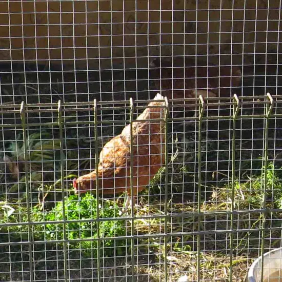 PVC Coated Welded Wire Chicken Cage Material