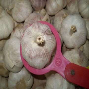 Normal White Fresh Garlic with 4.0-5.0cm