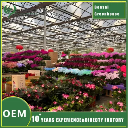 Bonsai Greenhouse for Indoor Plant Care