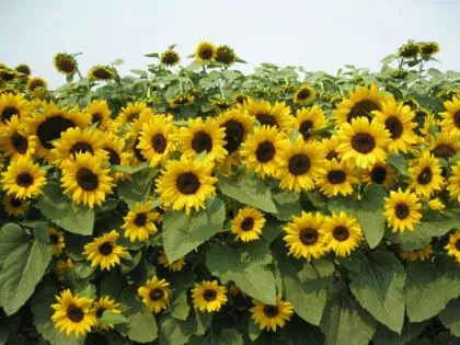 High Germination Rate Bigs Flowers sunflower seeds For Growing