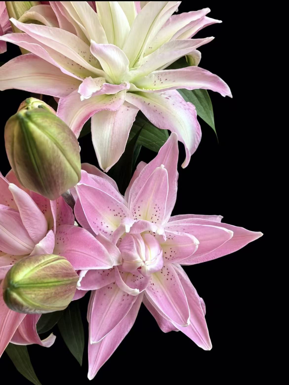 Roselily Trento Double Lily1