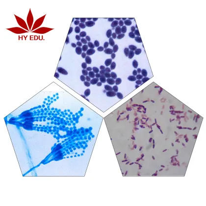 Microscope Slide Kit: Fungi and Bacteria for Higher Education