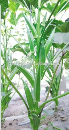 Hybrid okra seeds For Growing-East Green Sword