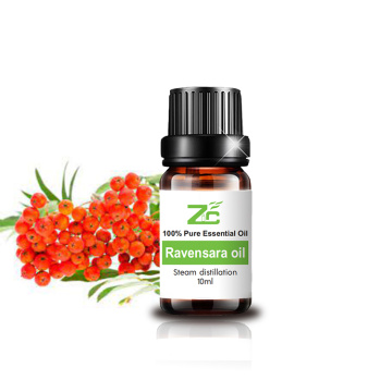 Ravensara muhimu mafuta asili aromatherapy