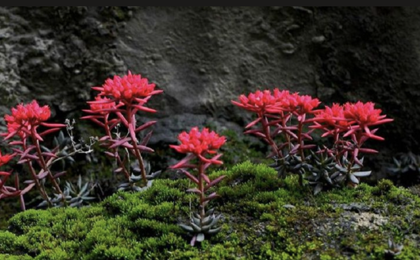 Rhodiola Rosea Extract