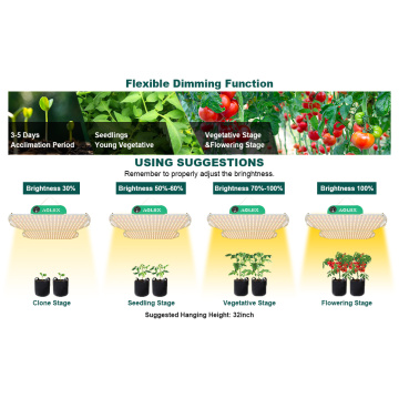 Agex Horticulture Quantum Board cultivam plantas comerciais claras
