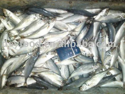 Whole Round new season frozen horse mackerel fish