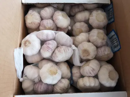 NORMAL white garlic jinxiang