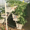 NFT Hydroponic Growing Gully voor Greenhouse