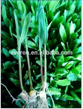 500KGS Barley Sprouts Machine ! New Animal green Feed Choice