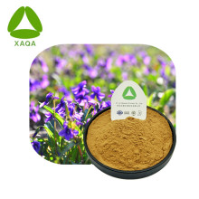 New Herba Violae Extract Powder Chinese Violet