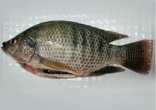 High quality fresh tilapia fish