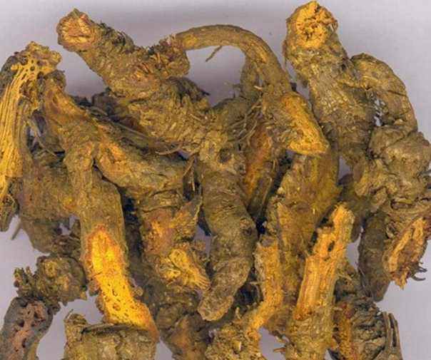 High quality berberine tea China Manufacturer