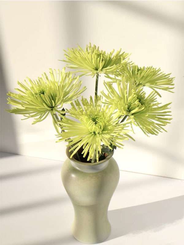 Green Anna spray chrysanthemum