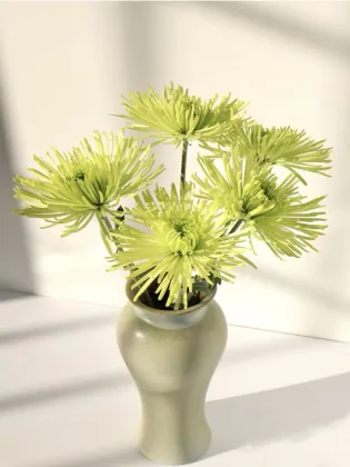 Green Anna Firework chrysanthemum