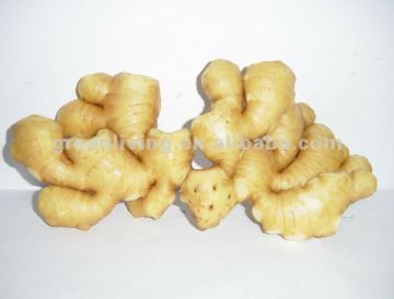 good quality yong ginger in our own farm