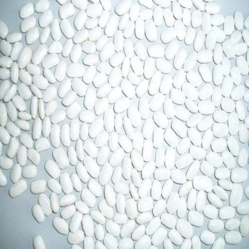 Medium White Kidney Beans
