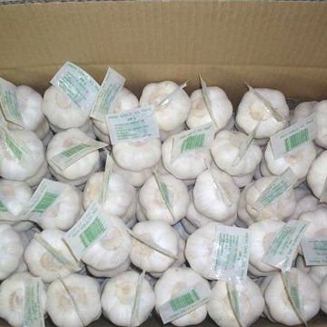 pure white garlic with different sizes