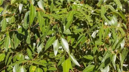 Eucalyptus Essential Oil 10ml