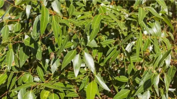 Eucalyptus Essential Oil 10ml