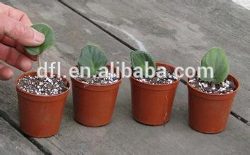perlite horticulture grade 3-5mm