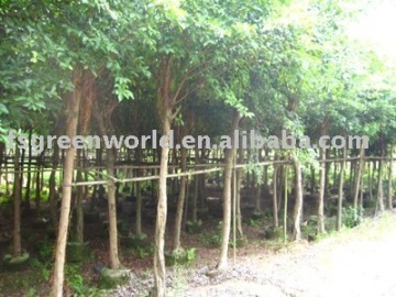 Ficus Nitida landscaping trees potted and rooted in bags
