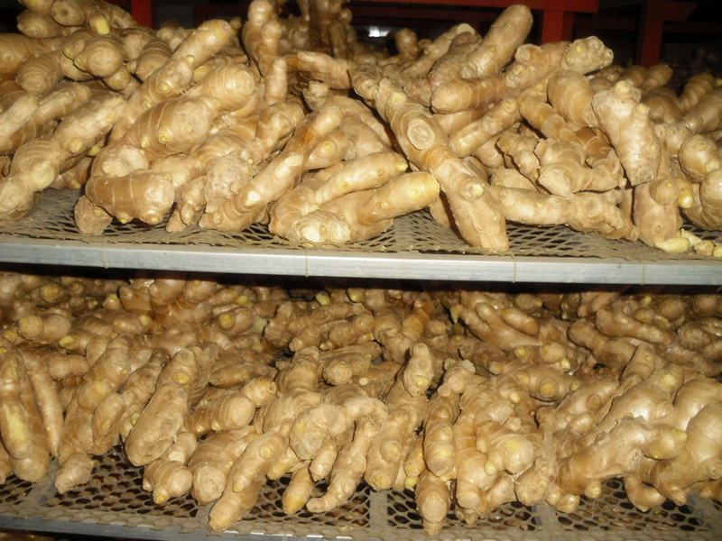 fat air dried ginger