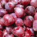 Top Quality Fresh Red Onions