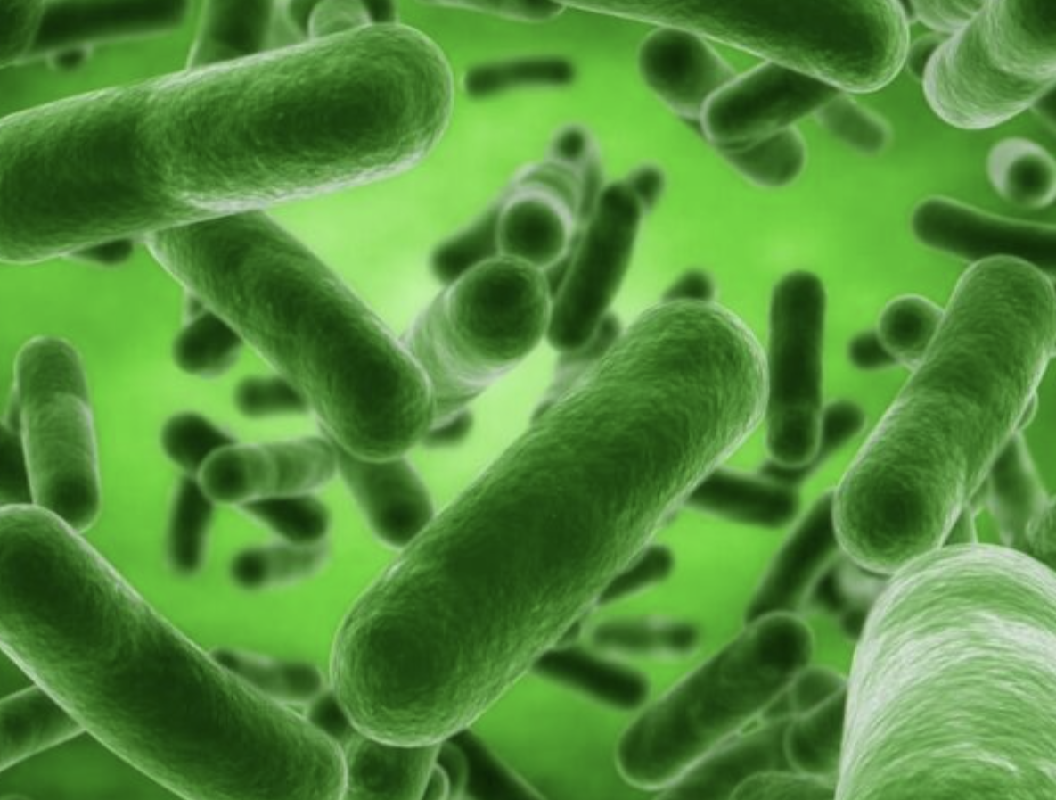 High Purity Bacillus Licheniformis