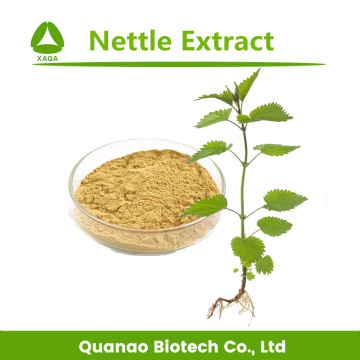 Top Quality Nettle Leaf Extract Powder 10:1