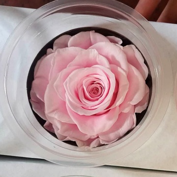 Wholesale A Grade 7-8cm Preserved Roses for Wedding Decoration