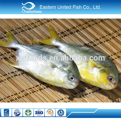 chinese sea IQF golden pompano sea food