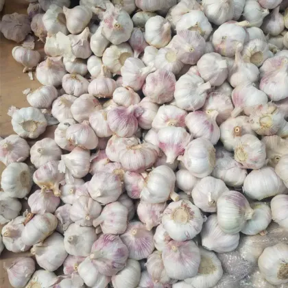 Fresh Garlic Vegetable Normal s