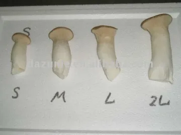 Fresh Eryngii Mushroom