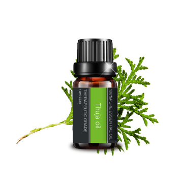 100%minyak esensial thuja murni untuk aromaterapi perawatan kulit