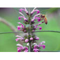 Léonuus Motherwort Extrait en poudre