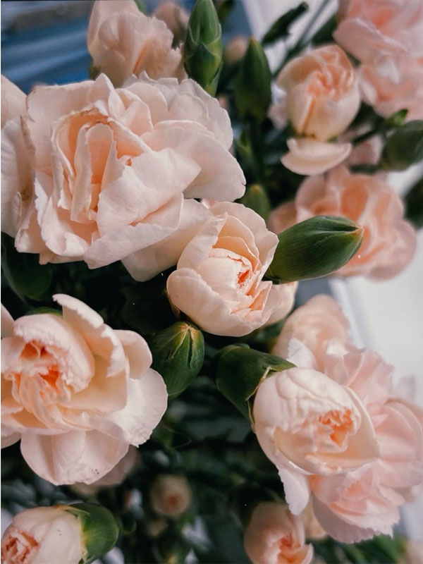 Liunian single headed carnation4