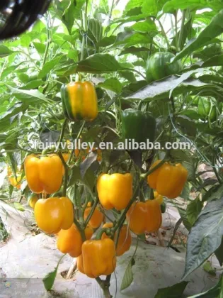 Hybrid Yellow sweet pepper seeds for growing-Yue Huang 871