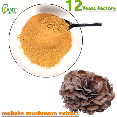 Poudre d&#39;extrait de champignon Maitake biologique Beta Glucane