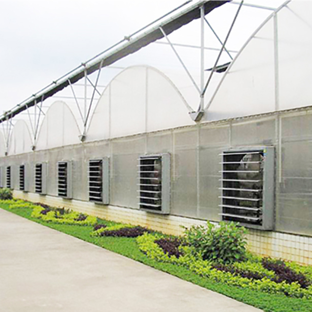 Tomato Cucumber Flower Horticulture Venlo Glass Greenhouse