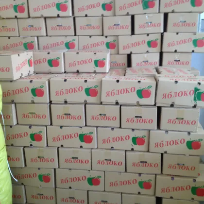 fresh chinese apple fruit gala apple red star apple