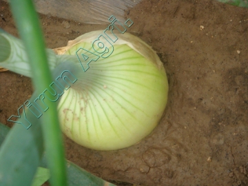 Top Grade Fresh Onions with Best Variety