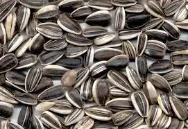 sunflower seeds Exporters turkish sunflower seed cheap sunflower seeds