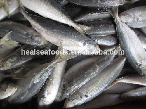 wholesaler price for bait fresh fish frozen horse mackerel